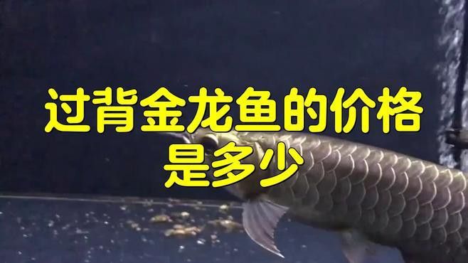 過背金龍的市場需求如何 過背金龍的市場需求如何 龍魚百科 第2張