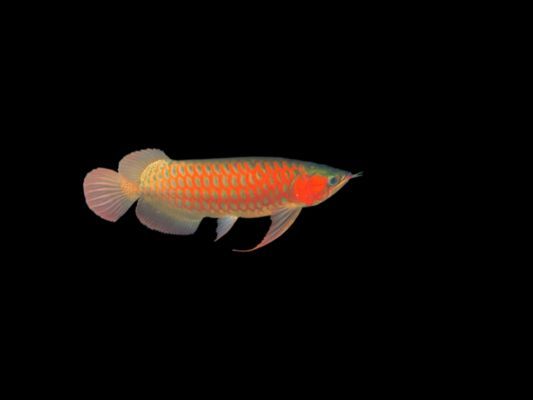 紅龍魚適合多少溫度最好（紅龍魚發色技巧有哪些紅龍魚發色技巧有哪些）