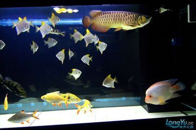 黃鰭鯧可能會咬龍魚尾巴么，黃鰭鯧會咬龍魚尾巴么：黃鰭鯧會咬龍魚尾巴么，黃鰭鯧可能會咬龍魚尾巴么