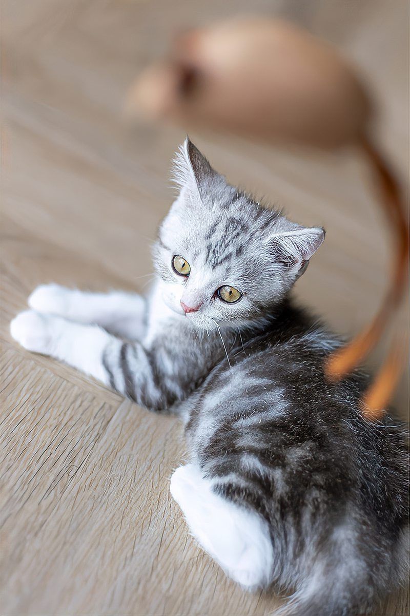 龍貓和家貓可以一起養(yǎng)嗎