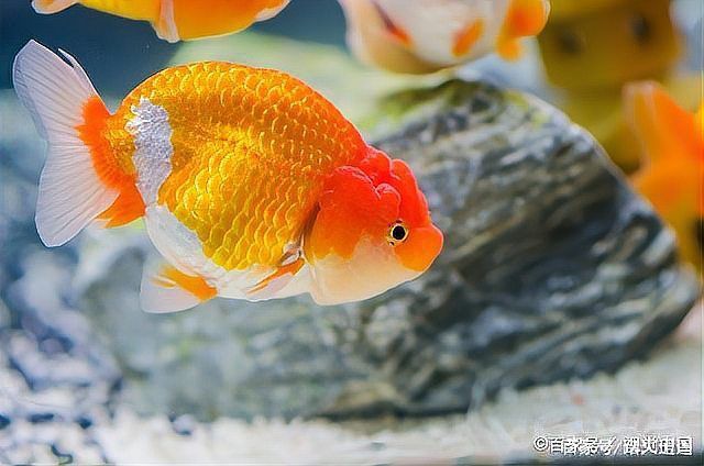 金魚頭部發(fā)白像爛了一樣怎么回事