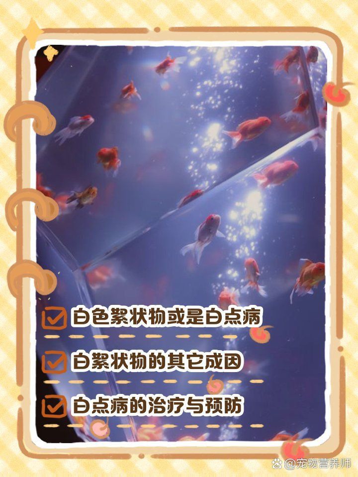 金魚頭部發(fā)白像爛了一樣怎么回事