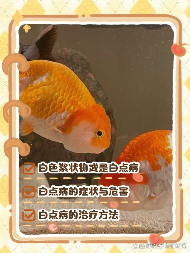 金魚頭部發(fā)白像爛了一樣怎么回事