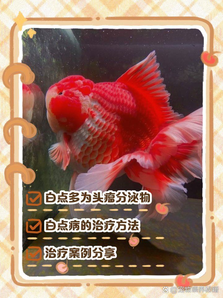 金魚頭部發(fā)白像爛了一樣怎么回事