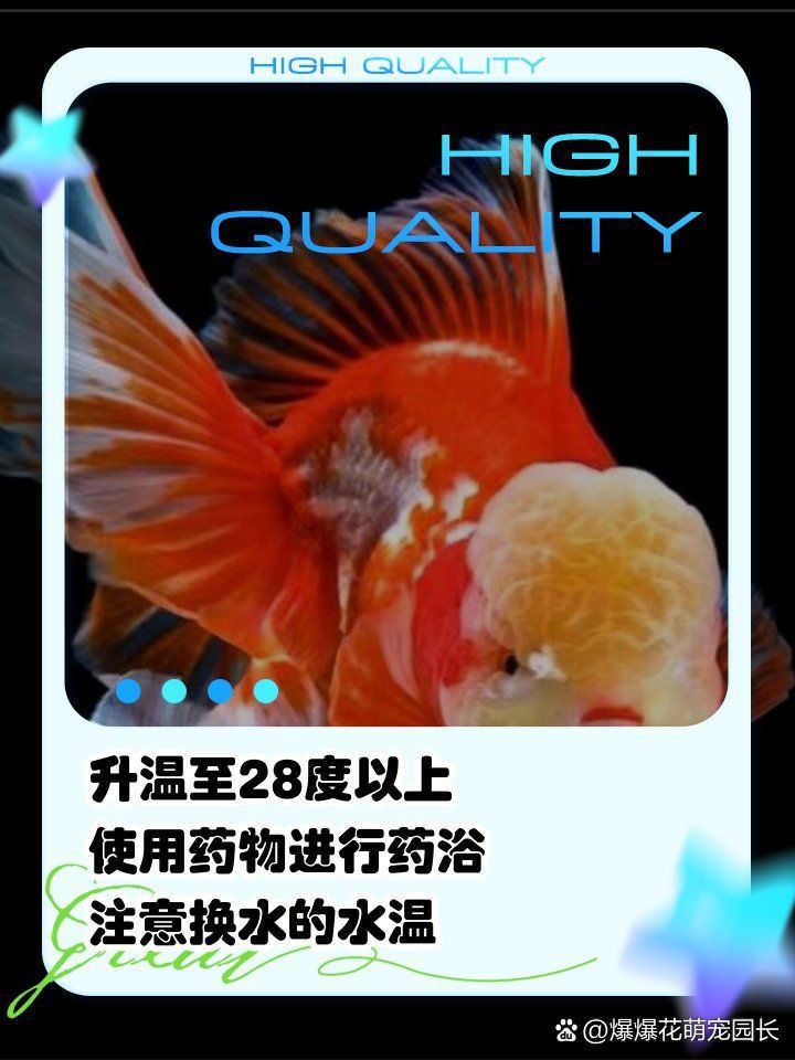 金魚頭部發(fā)白像爛了一樣怎么回事