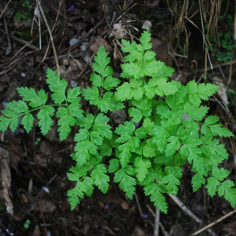 金魚頭部發(fā)白像爛了一樣怎么回事