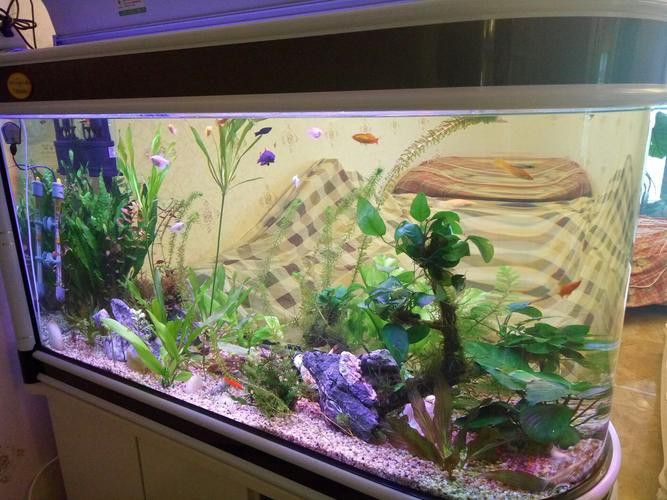 繁殖缸中需要放置哪些裝飾物？