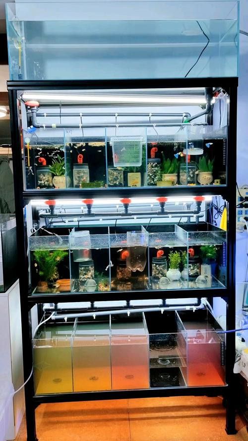 繁殖缸中需要放置哪些裝飾物？