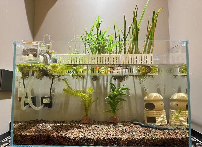 繁殖缸中需要放置哪些裝飾物？