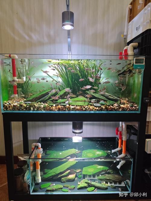 繁殖缸中需要放置哪些裝飾物？