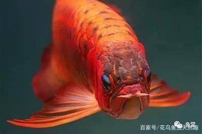 龍魚多長時間檢疫一次最好呢：龍魚吐食物喉嚨不舒服怎么辦