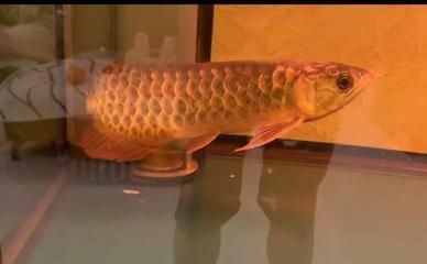 龍魚死亡預(yù)示什么：關(guān)于龍魚死亡預(yù)示什么