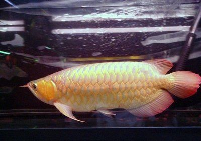 白金龍魚價格多少錢一條，白金龍魚價格受多種因素影響，如何辨別白金龍魚真偽