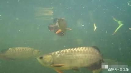 養龍魚和虎魚哪個麻煩（龍魚和虎魚的飼養難度各有特點，具體哪個更麻煩） 養龍魚和虎魚哪個麻煩（龍魚和虎魚的飼養難度各有特點，具體哪個更麻煩） 龍魚百科 第1張
