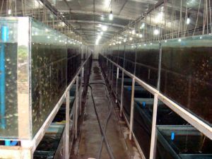 龍魚只要配什么過濾材料好：養龍魚時，選擇合適的過濾材料非常重要，影響到水質的清潔和龍魚的健康