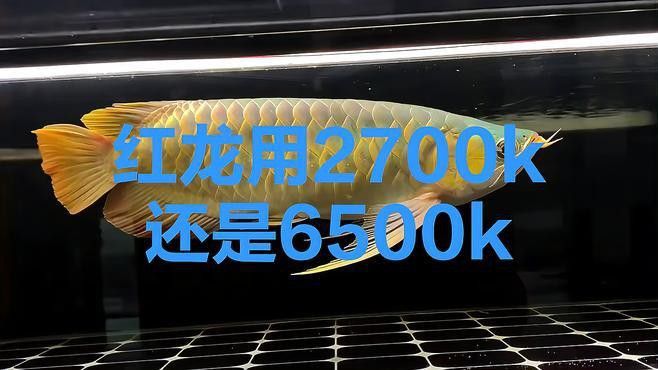 如何選擇適合紅龍魚的白燈？ 如何選擇適合紅龍魚的白燈？ 龍魚百科 第5張