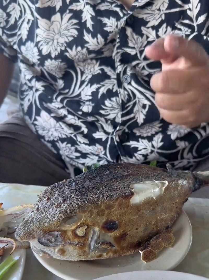 酷似河豚但毒性更大的魚有哪些