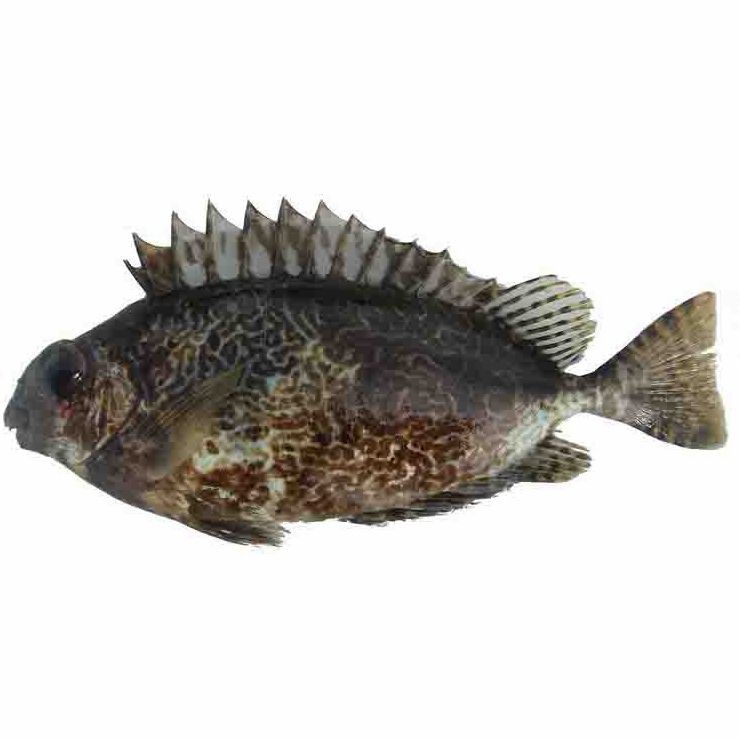 酷似河豚但毒性更大的魚有哪些