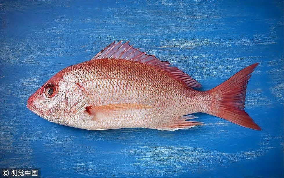 酷似河豚但毒性更大的魚有哪些