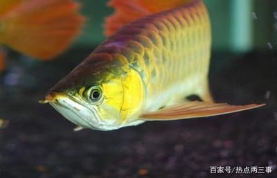 養(yǎng)龍魚養(yǎng)幾條家里是最好的：養(yǎng)龍魚養(yǎng)幾條家里最好