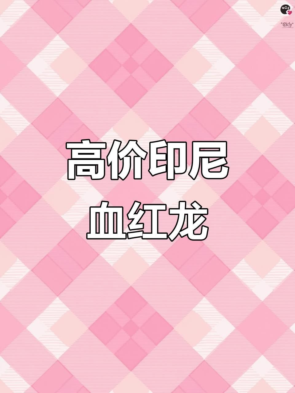 介紹一下血紅龍