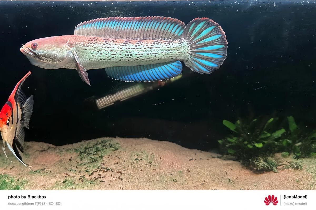 鬼王雷龍魚是大型雷龍嗎圖片