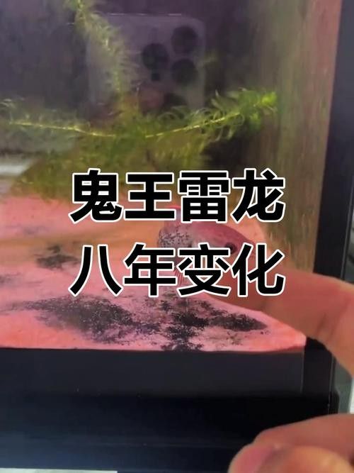 鬼王雷龍魚是大型雷龍嗎圖片