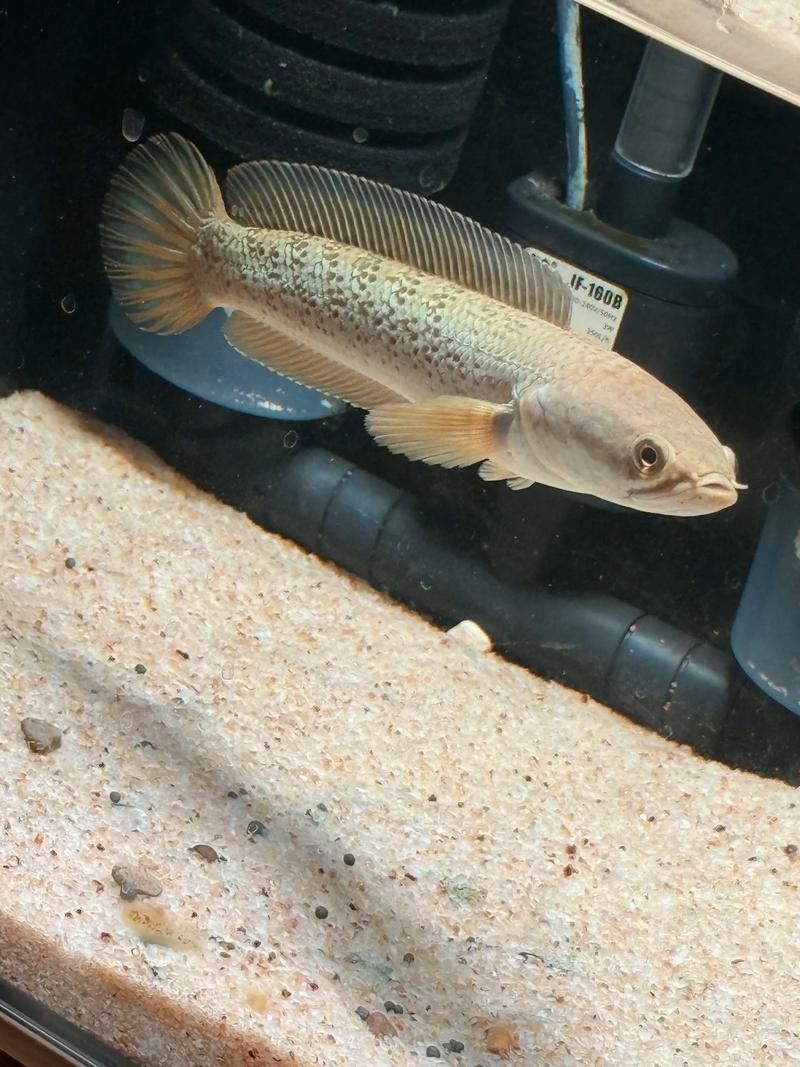 鬼王雷龍魚是大型雷龍嗎圖片