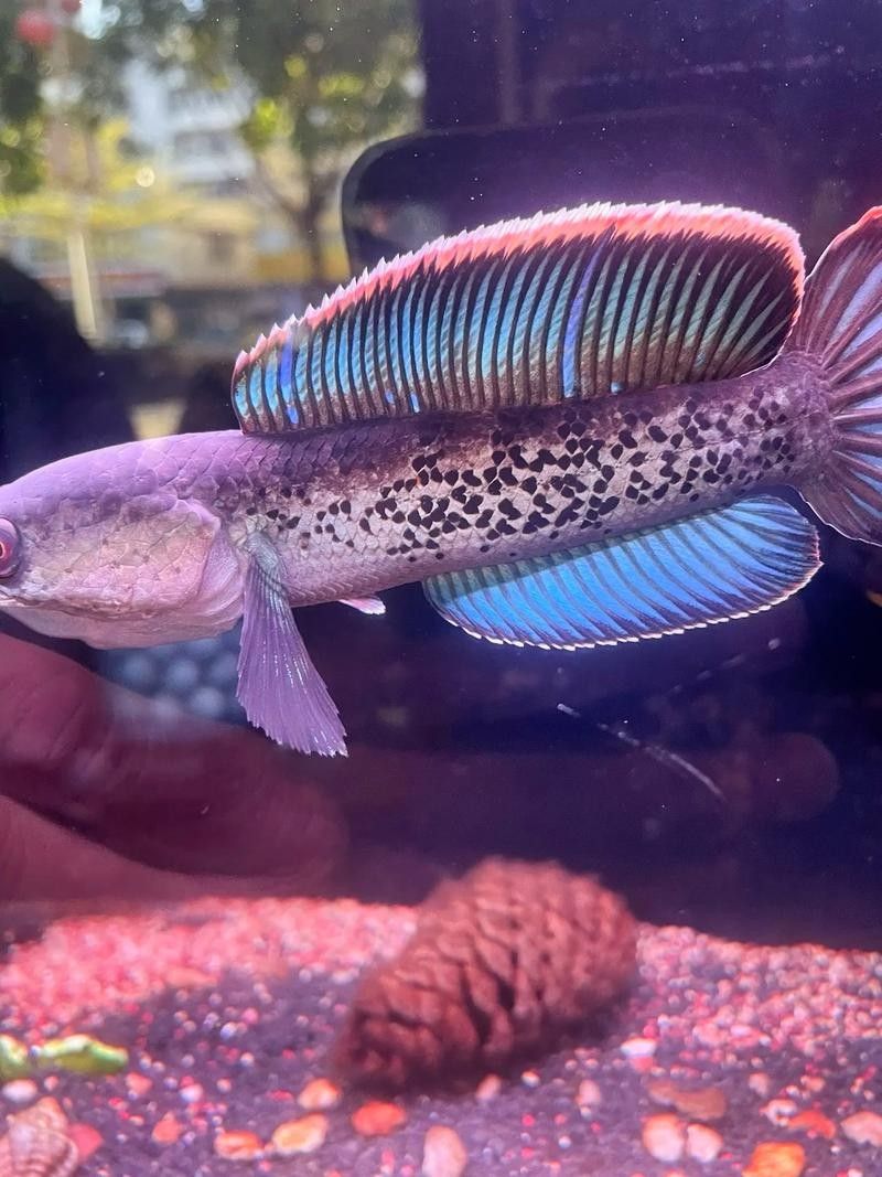 鬼王雷龍魚是大型雷龍嗎圖片