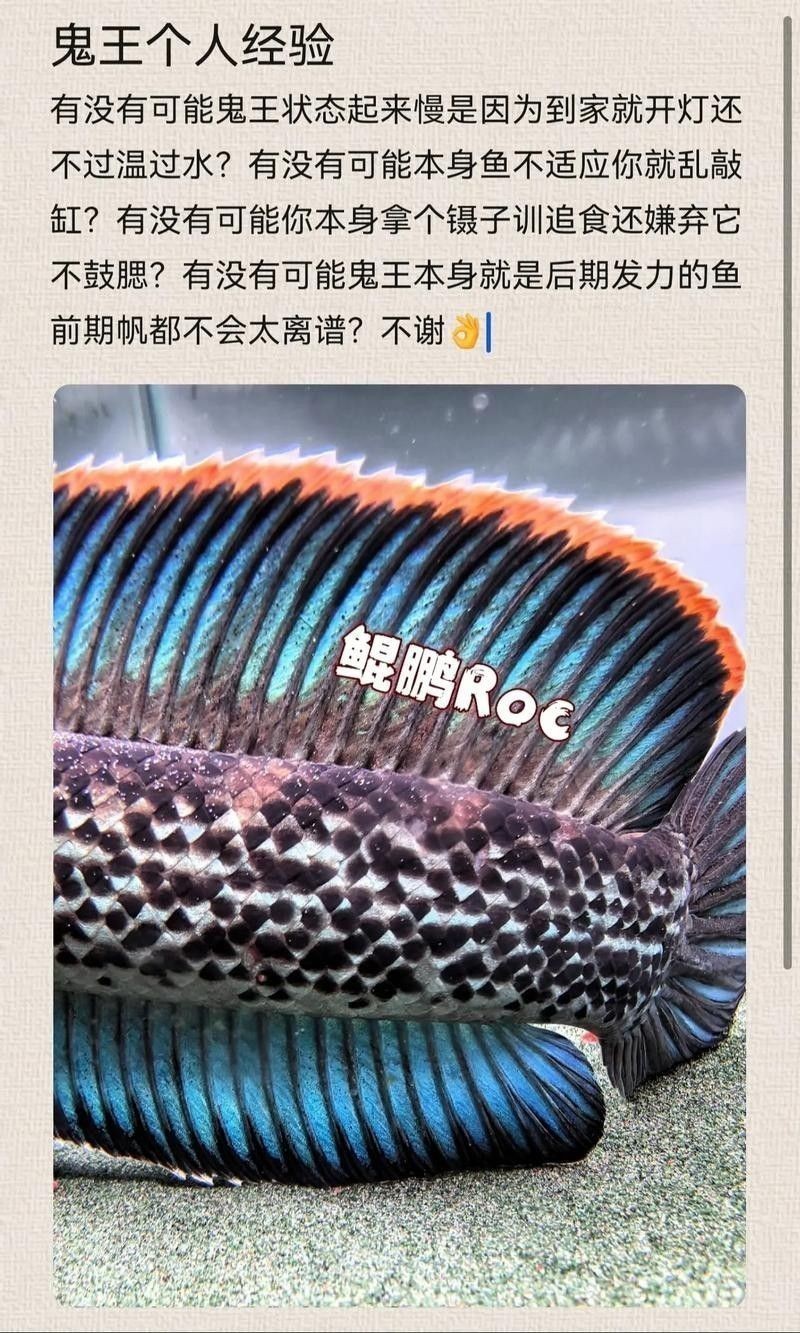 鬼王雷龍魚是大型雷龍嗎圖片