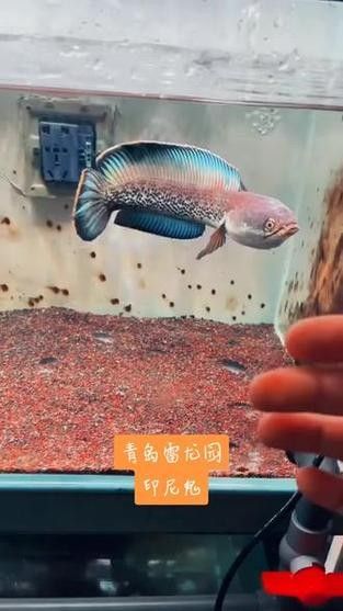 鬼王雷龍魚是大型雷龍嗎圖片