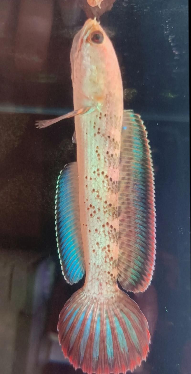 鬼王雷龍魚是大型雷龍嗎圖片