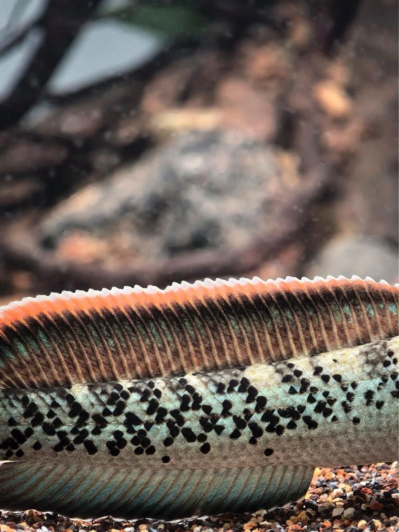 鬼王雷龍魚是大型雷龍嗎圖片