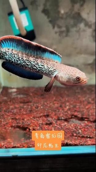 鬼王雷龍魚是大型雷龍嗎圖片