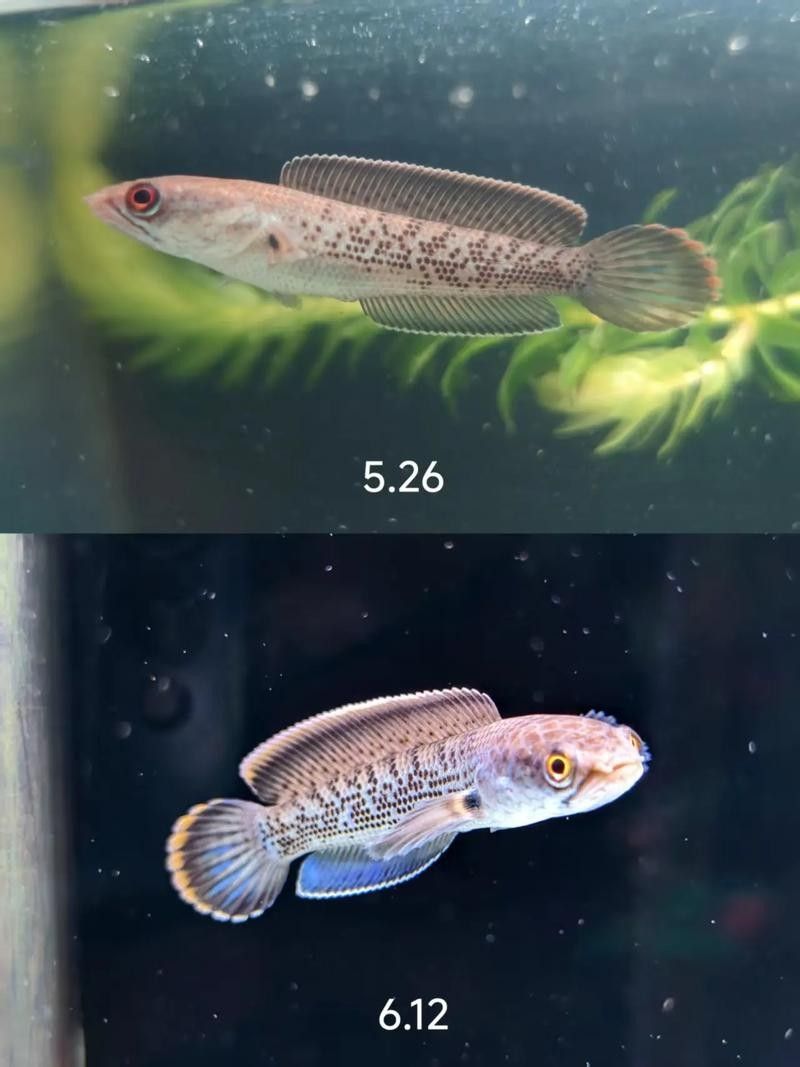 鬼王雷龍魚是大型雷龍嗎圖片