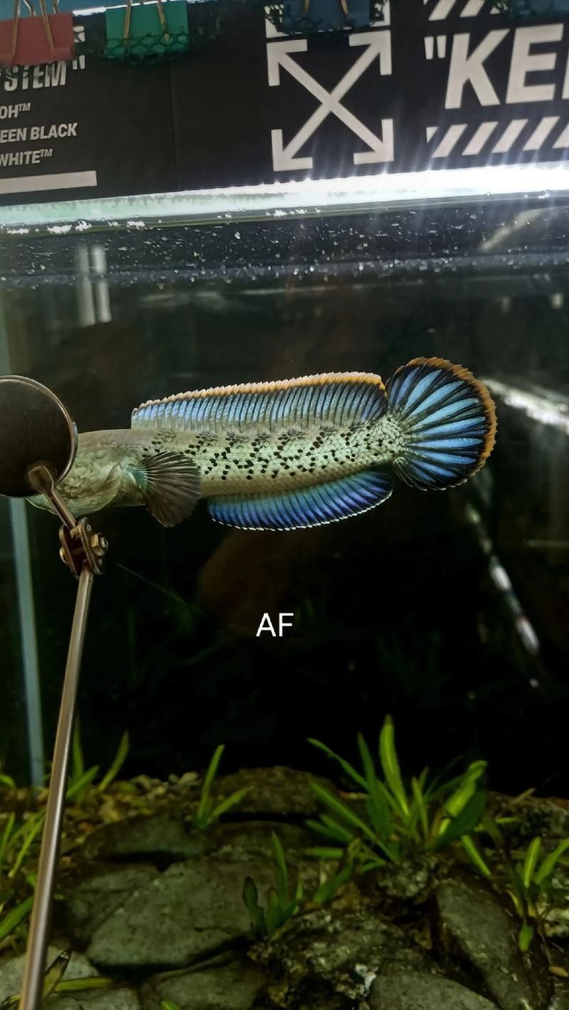 鬼王雷龍魚是大型雷龍嗎圖片