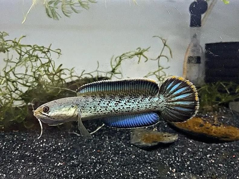 鬼王雷龍魚是大型雷龍嗎圖片