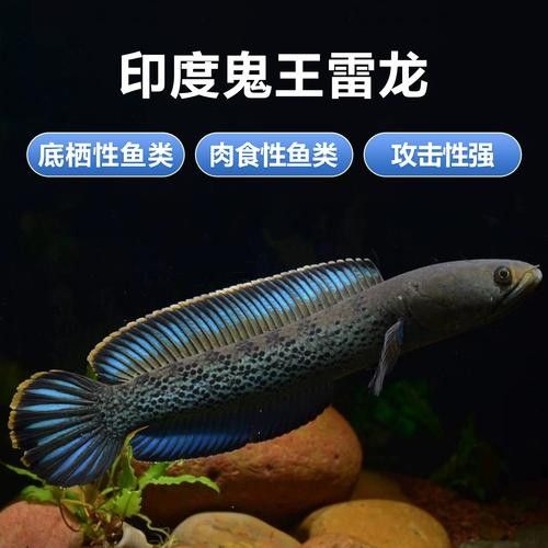 鬼王雷龍魚是大型雷龍嗎圖片