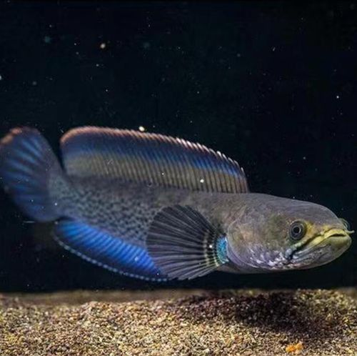 鬼王雷龍魚是大型雷龍嗎圖片