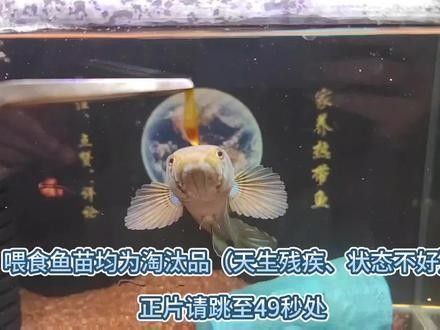 鬼王雷龍魚是大型雷龍嗎圖片