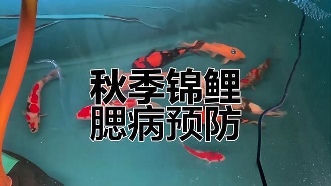 海牛生活在什么地方生活在淡水還是咸水