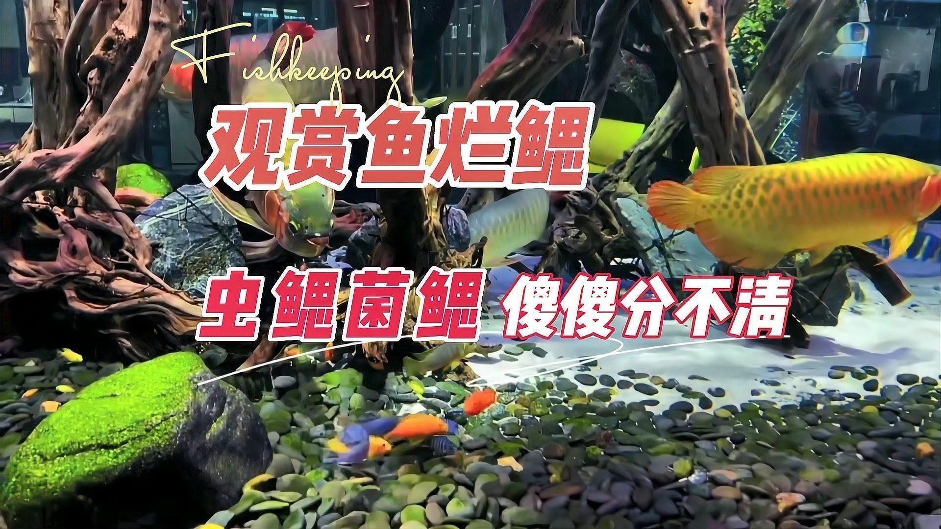 海牛生活在什么地方生活在淡水還是咸水