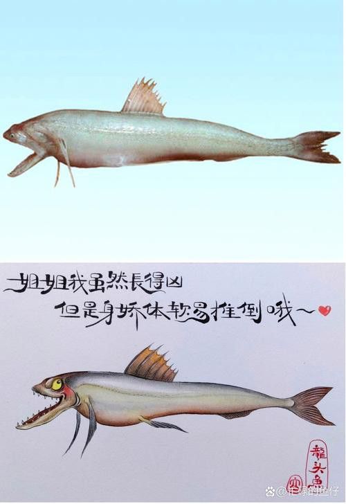 九龍縣騰龍魚