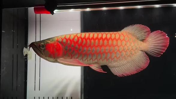 綠皮辣椒紅龍魚怎么樣
