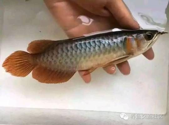 龍魚的品相怎么看出來真假：如何辨別龍魚的真假