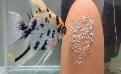 龍魚卵怎么孵化出來的：龍魚卵是怎么孵化出來的