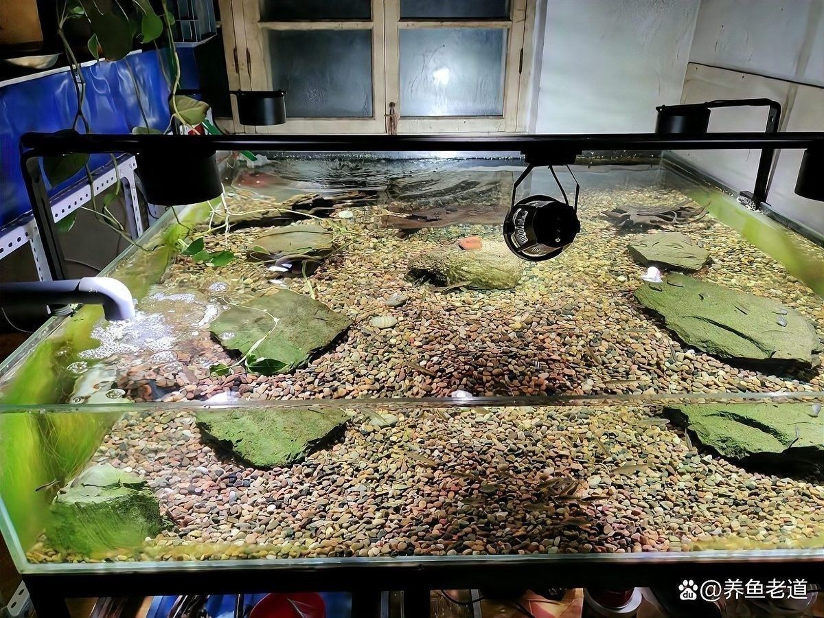 龍魚換缸后如何保持水質？