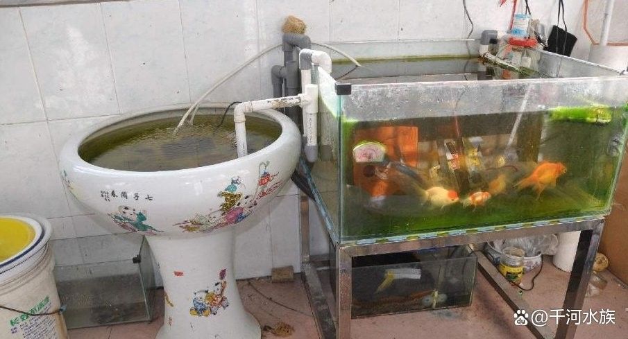 龍魚換缸后如何保持水質？