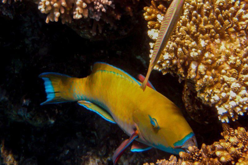 迷你鸚鵡魚十忌