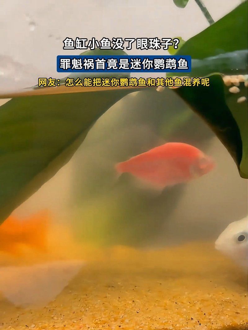迷你鸚鵡魚十忌
